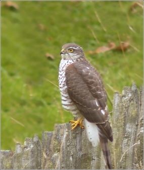 <p>KRAHUJEC OBECNÝ (Accipiter nisus) Knížecí ( foto ještě ze starého kompaktu)</p>
